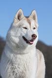 SIBERIAN HUSKY 491